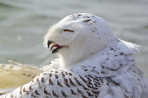 Snowy Owl