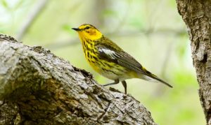 Cape May Warbler, credit Sue Puder